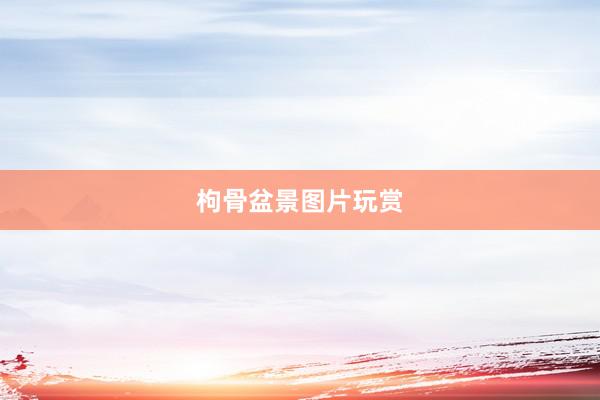 枸骨盆景图片玩赏